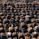One pair of ravens was able to kill all these tortoises in 1988.